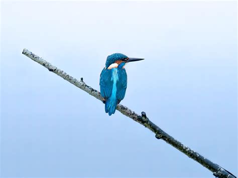  「青い鳥」は本当に存在するのか！？愛と希望を象徴するフランスの民話について